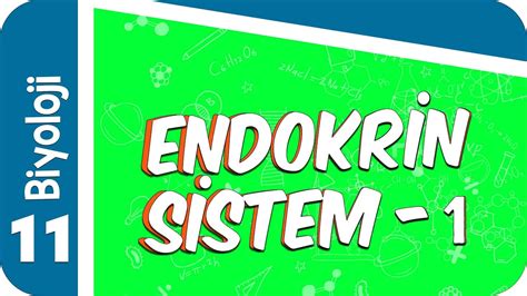 11 sınıf biyoloji endokrin sistem konu özeti